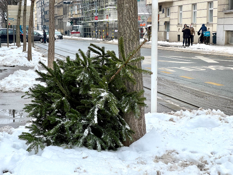Besplatno prikupljanje prirodnih božićnih drvaca kreće 7. siječnja